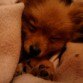 Gummy durmiendo